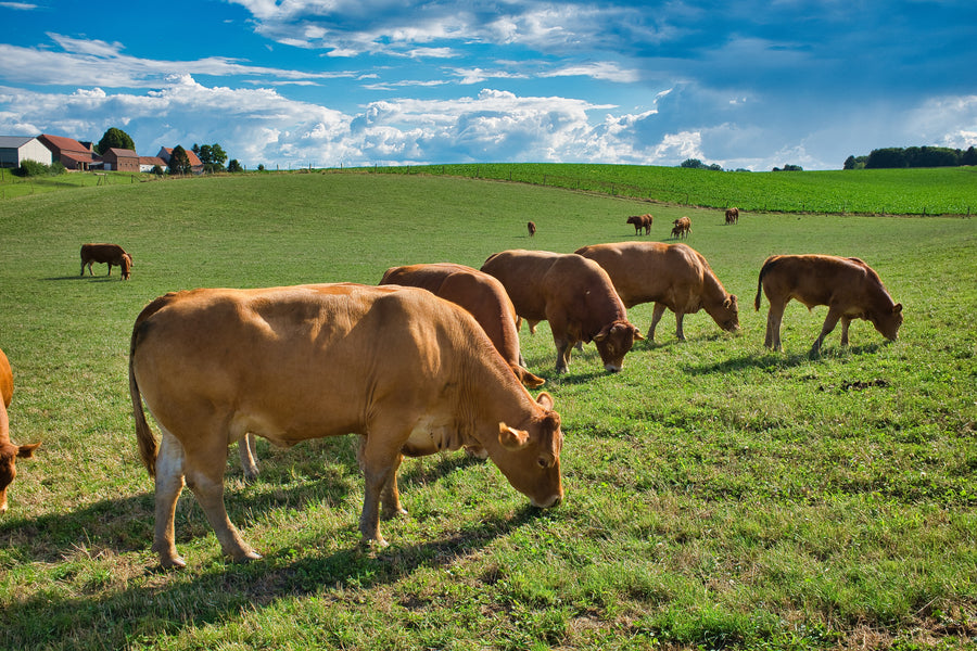 Grass-fed beef isolate