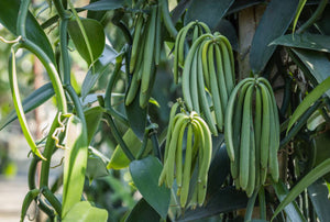 Madagascan Vanilla