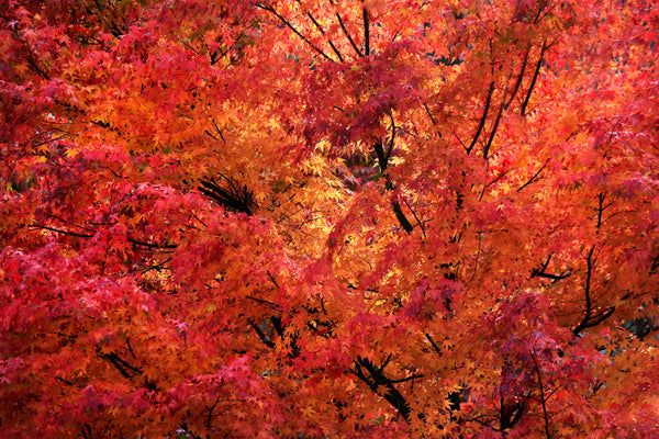 Organic maple sugar